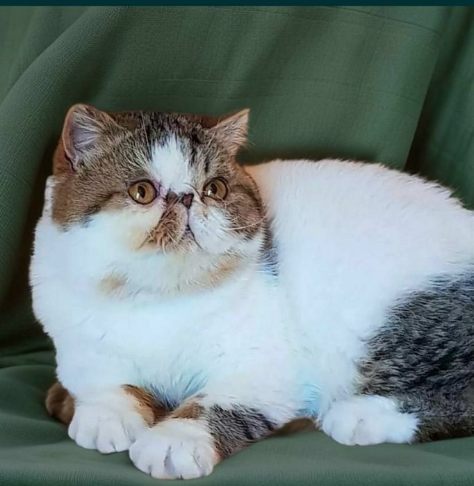 Экзот короткошерстный,
