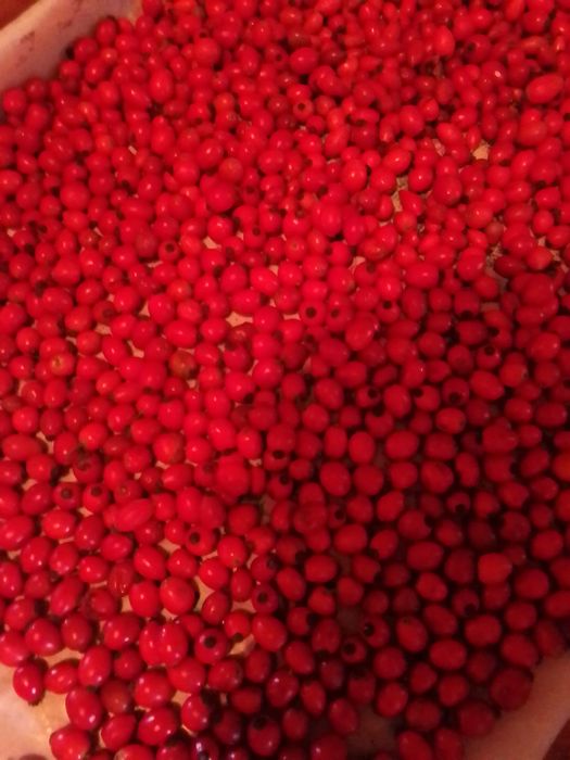 сушеный шиповник собранный в 202 5 продам5 году