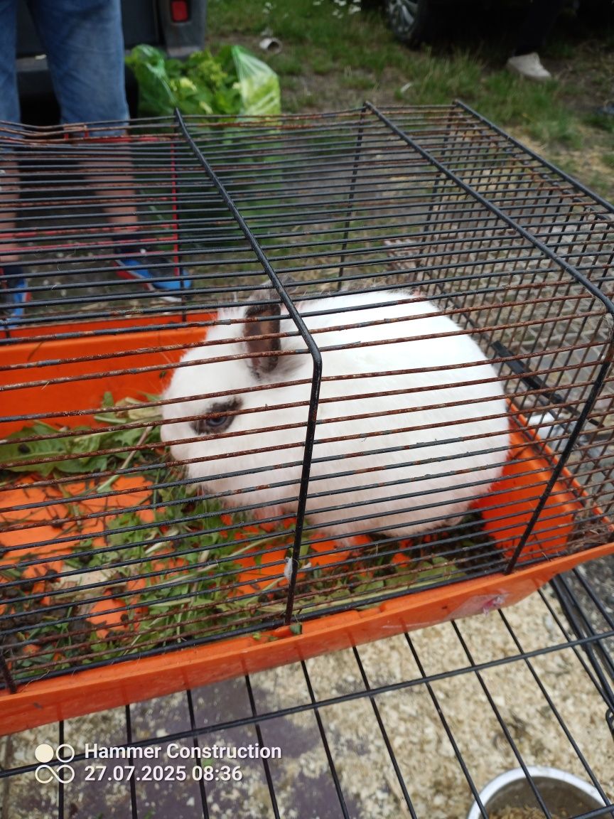 Królik miniaturki.Golebie Mewki