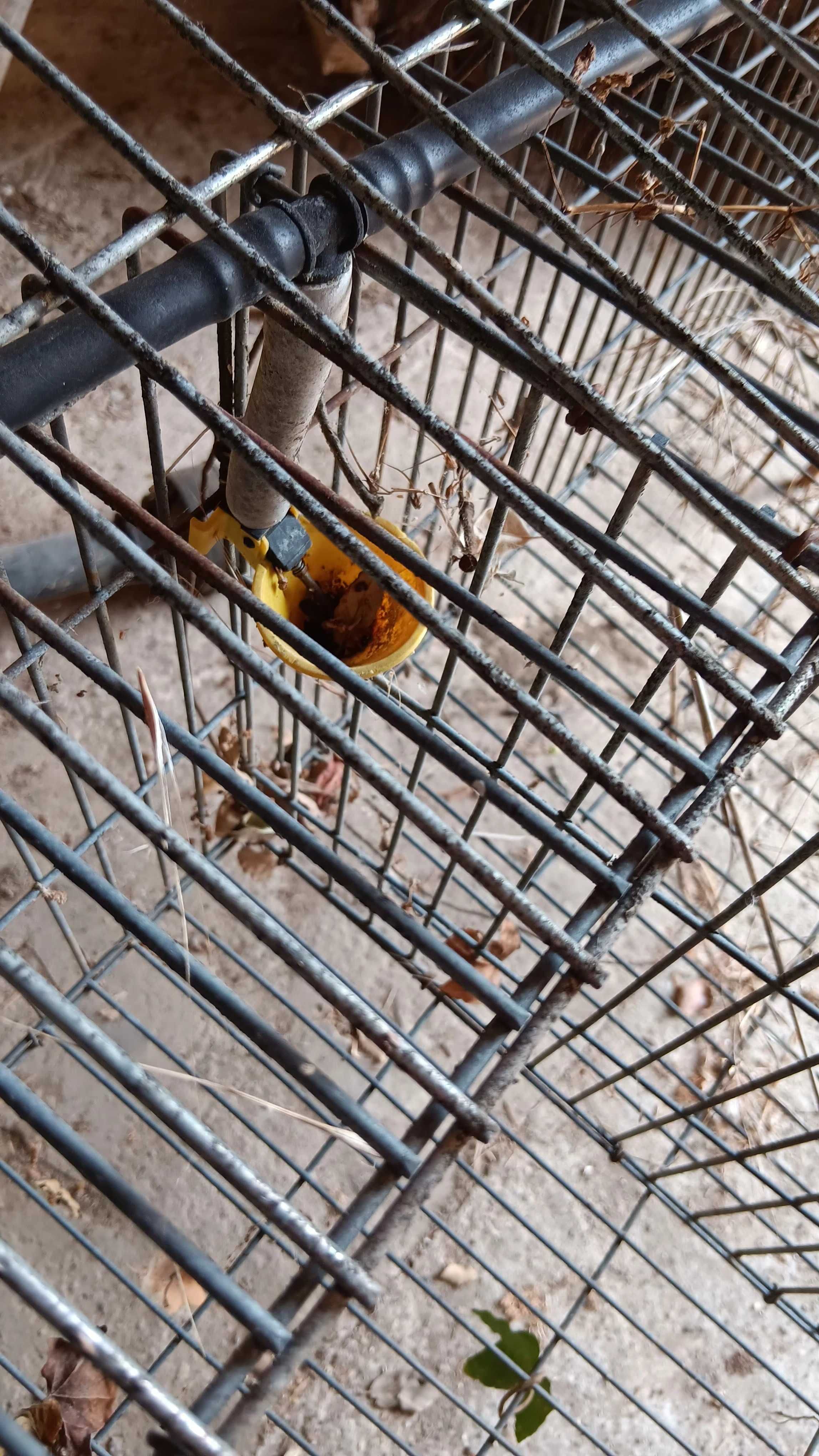 Coelheira de diversos tamanhos