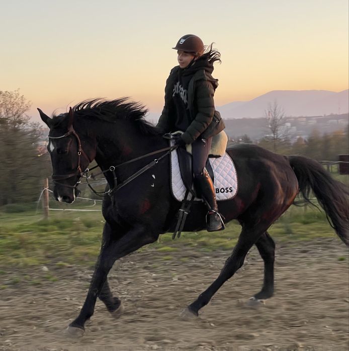 Koń wałach klasa N - piękny