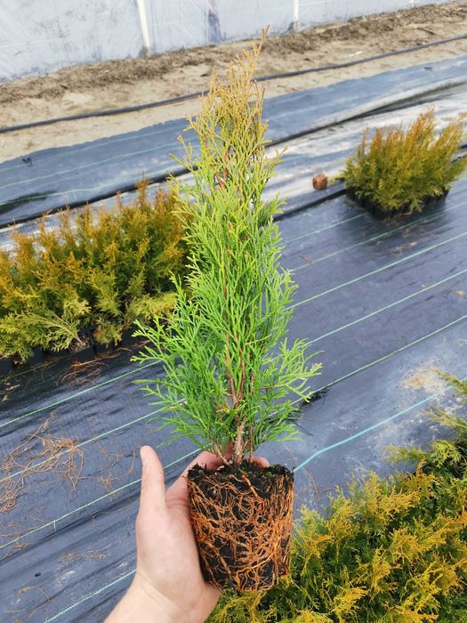 Tuja,Szmaragd,Bonsai,Spirale-P9-P11,60-200cm,prunus,irga