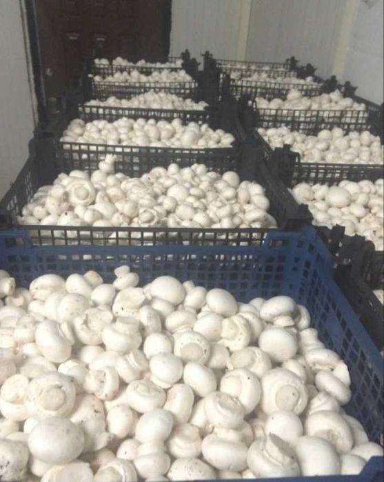 Сендвіч, холодильне обладнання камери для шампіньйонів грибів Ужгород