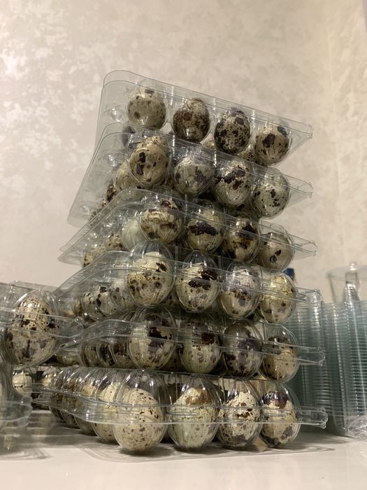 Інкубаційні яйця перепілки инкубационные яйца