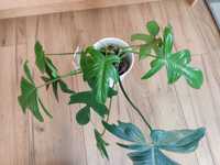 Philodendron florida ghost hybrid do kolekcji