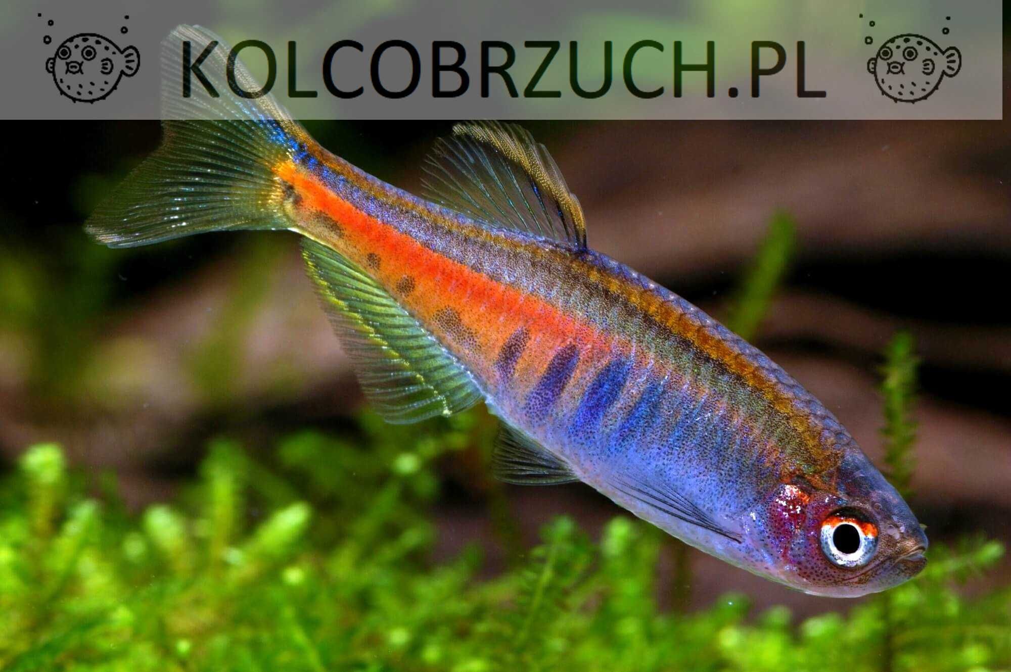 Danio myanmarski - Celestichthys choprae - dowóz, wysyłka