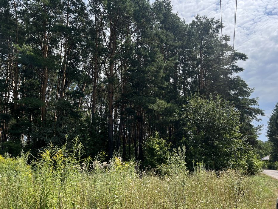 1га соснового лісу під буд-во с.Хлепча