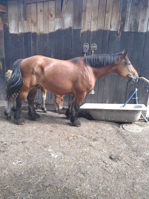 Sprzedam klacz PKZ ze źrebica