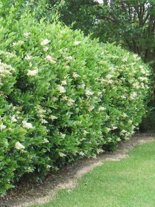 Бірючина кущики жива огорожа