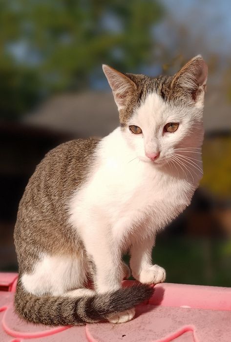 Kot, Kotek, Kocurek 3,5 miesięczny