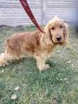 Cocker spaniel angielski