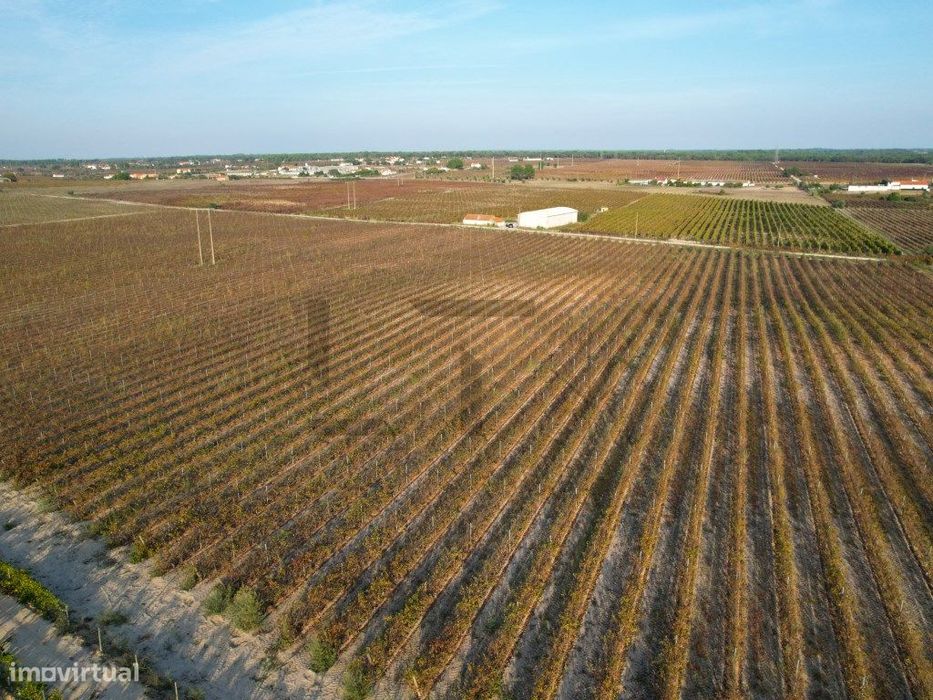 2 Terrenos / Vinha para Venda em Marateca, Palmela, Setúbal