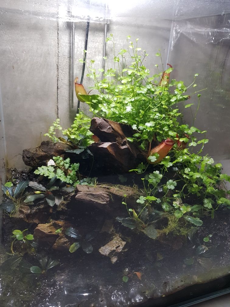 Paludarium akwarium