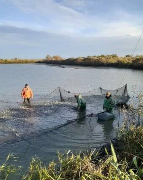 Продам живу рибу опт