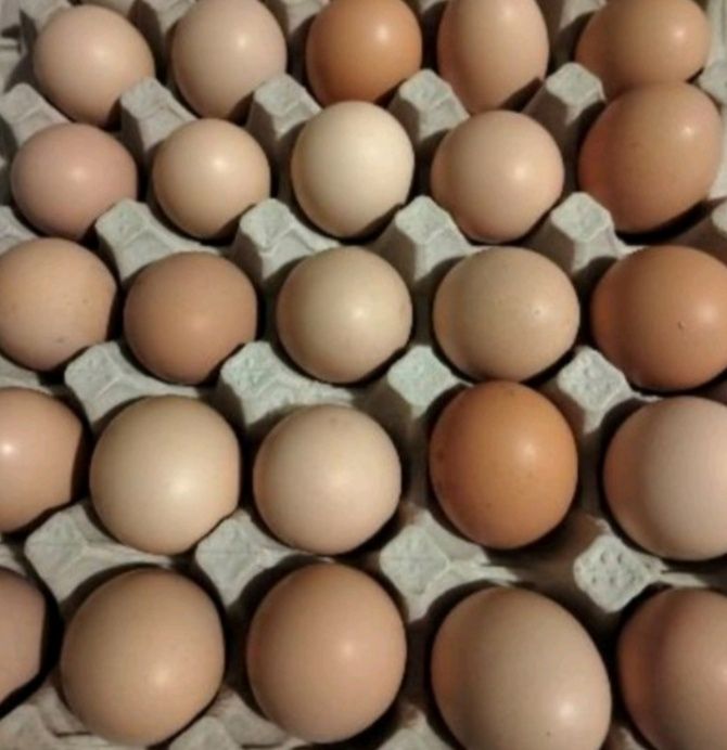 Инкубационное яйцо Адлер серебристый,опт и розница.Отправка по Украине