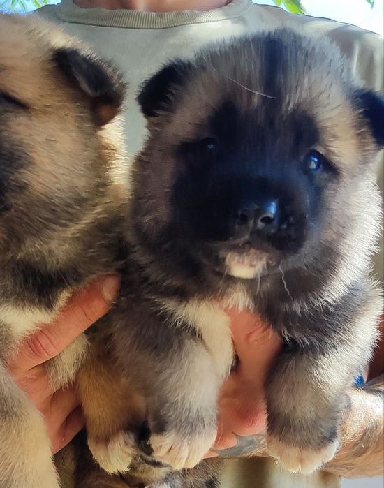 Шикарний хлопчик та мила дівчина!Та красуня дівчинка ! Акіта