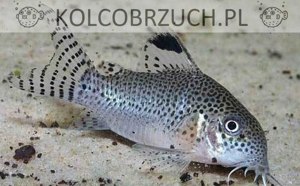 Kirysek punktowany - Corydoras punctatus - Kirys - dowóz, wysyłka