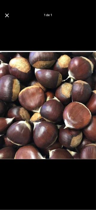 Castanhas biologicas de montalegre
