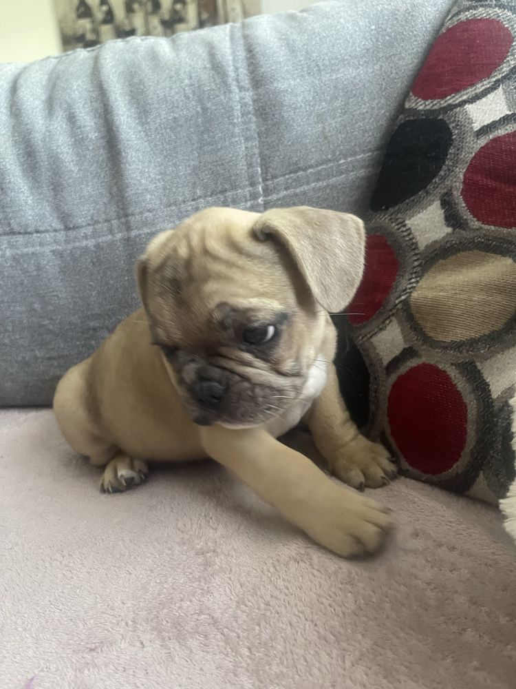 Buldog Francuski
