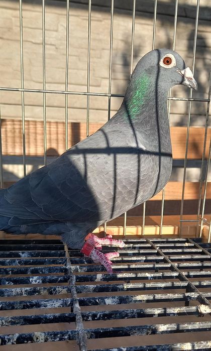 Golebie pocztowe Samica kapinos Derby Arona