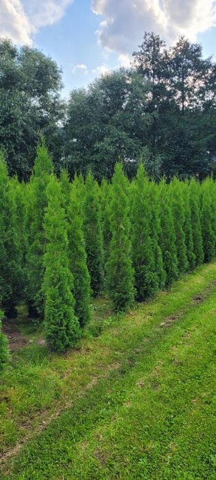 Tuja smaragd 200-250 cm tuje szmaragd thuje poznan thuja zywoplot