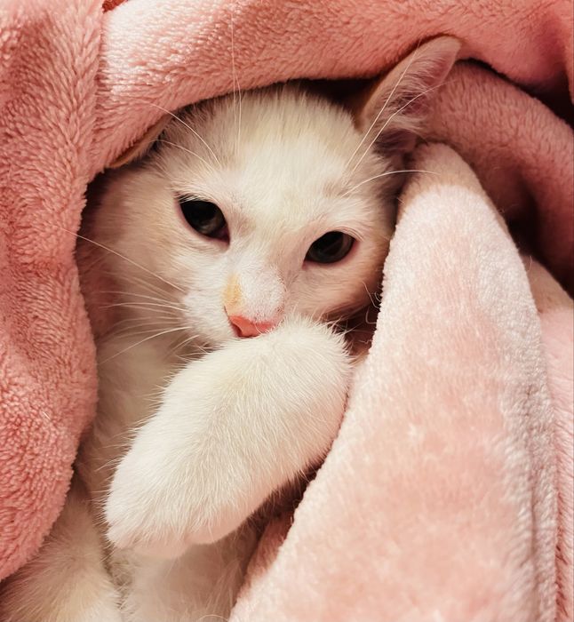 Gatinho bebé com dois meses desparasitado