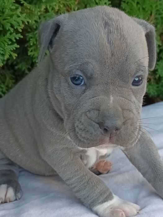 Blue Suczka Amstaff