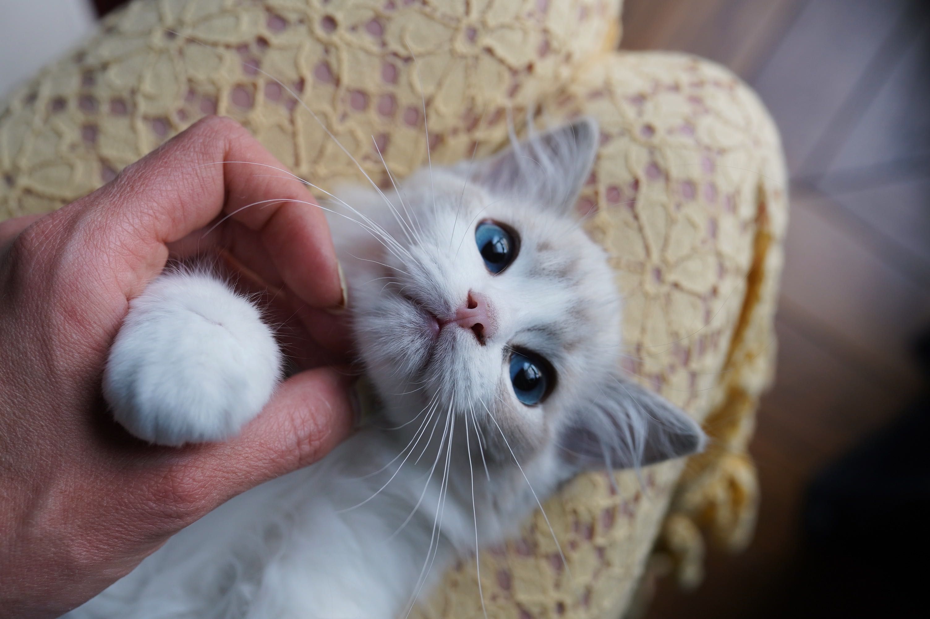 Ragdoll kocurek PL*AVOCADO Wrocław