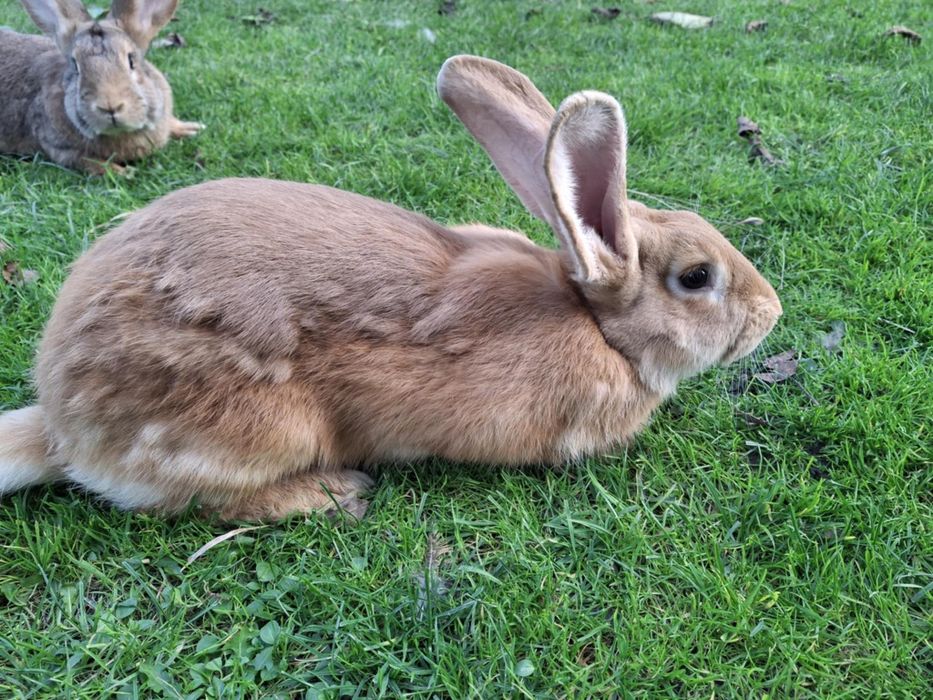 Króliki na sprzedaż