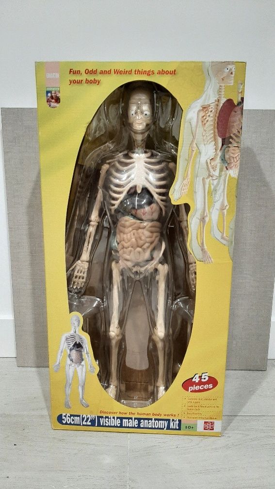 Corpo humano- Kits de anatomia humana