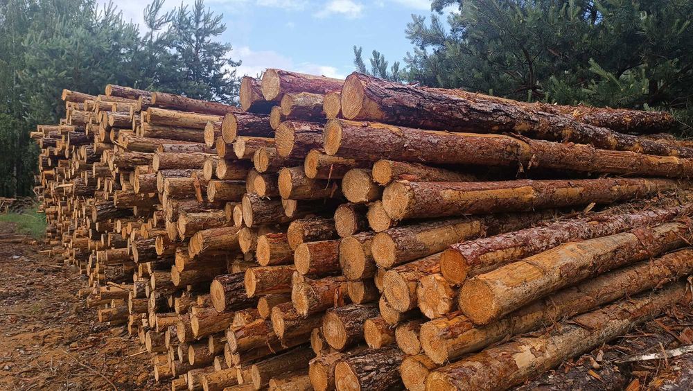 Nowe drewniane stemple budowlane 3m. Transport Gratis