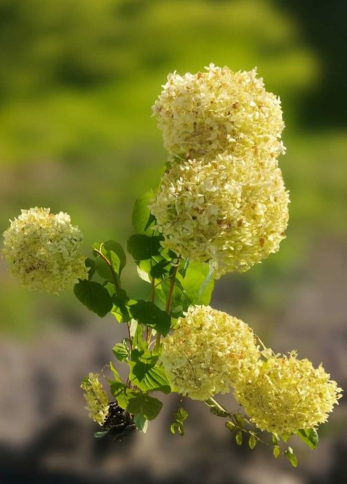 Hortensja biała 105cm