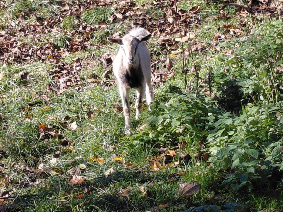 Cap capek kozioł koziołek ur. 23.07.2025