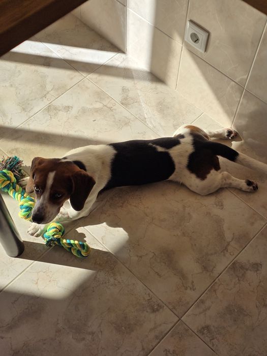Beagle com 8 meses