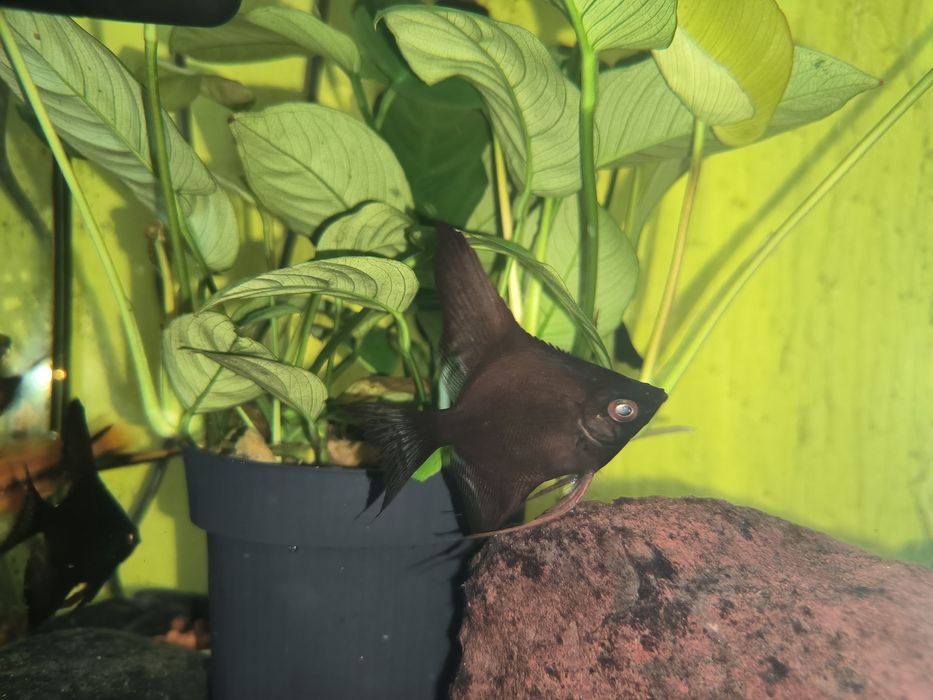 Escalar Negro - Possíveis Casais