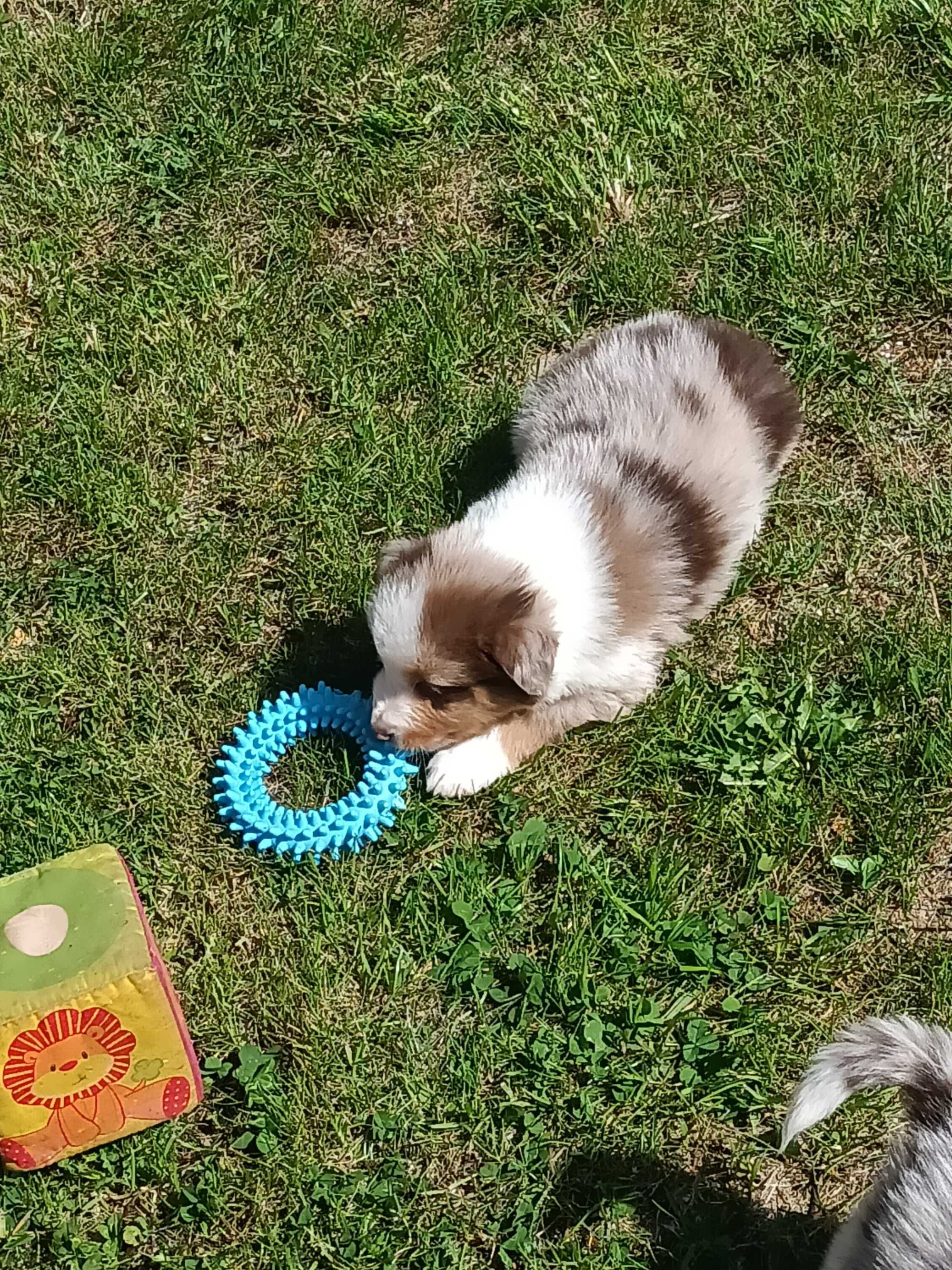 Border Collie Red Merle Tri Color