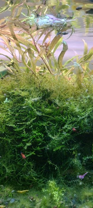 Mech christmas Moss.