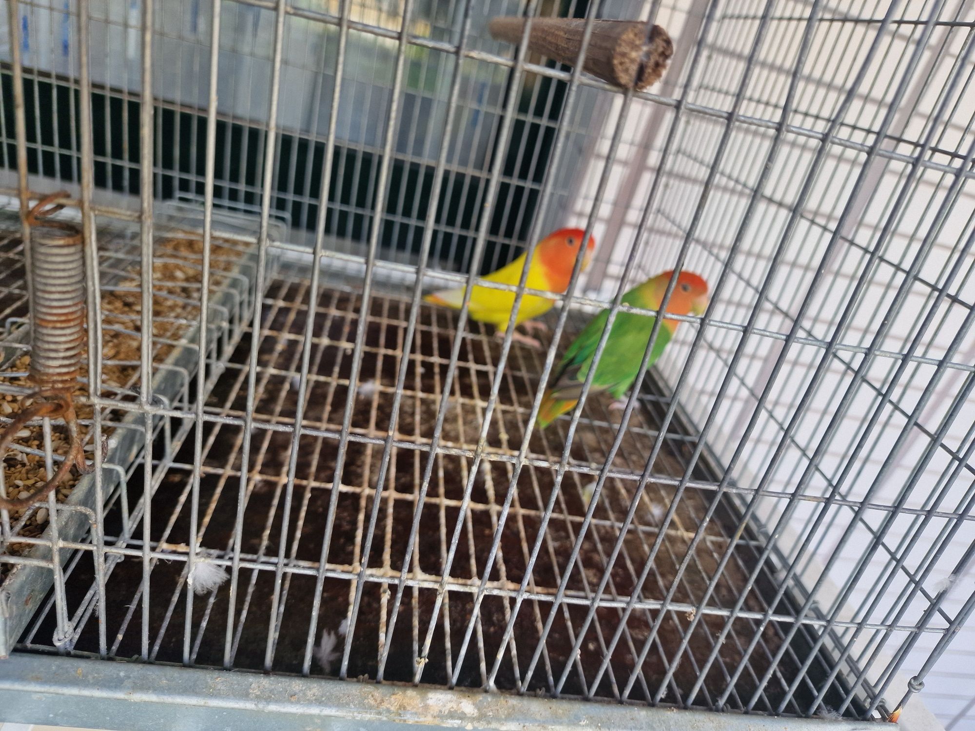 Casal de agapornis com gaiola!