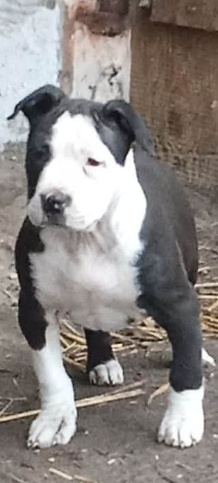 American staffordshire piesek