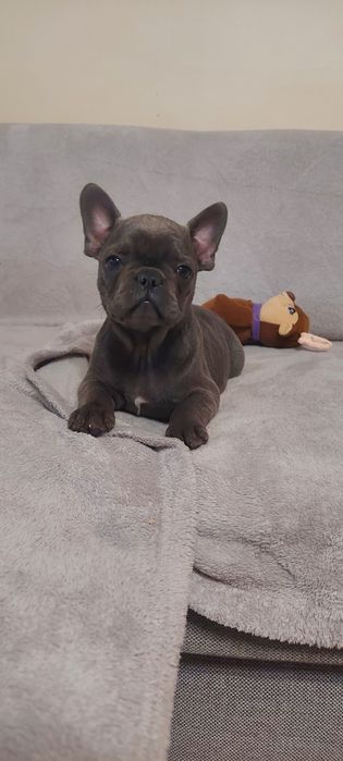 Buldog Francuski suczka maści blue-niebieskie  Elza