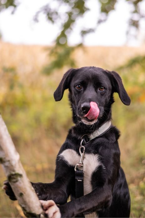 Czarny kundelek podobny do labradora. Młody, energiczny, proludzki