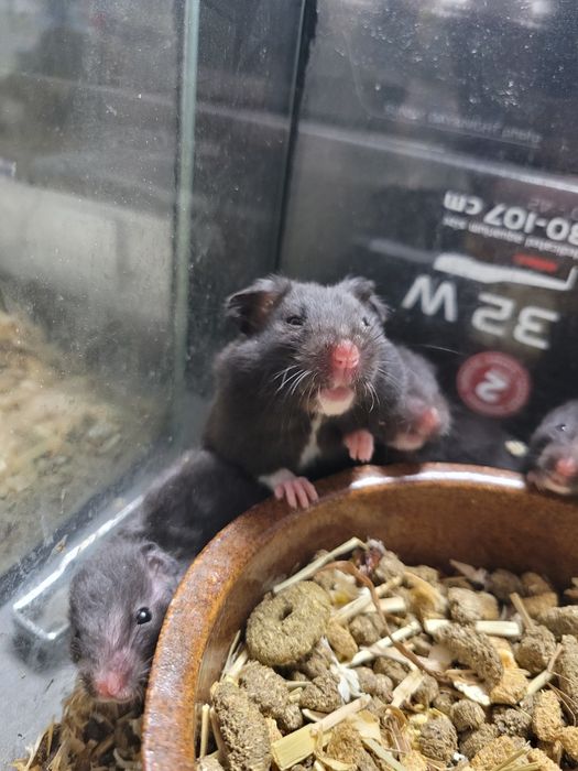 Czarny chomik syryjski w sklep zoologiczny Pawik.pl