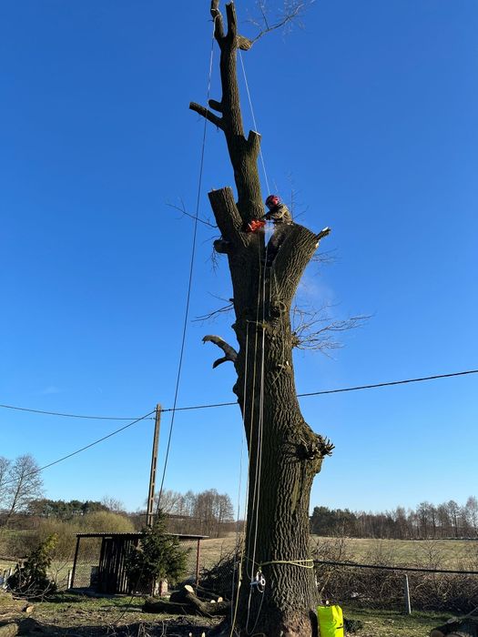 Wycinka i pielęgnacja drzew