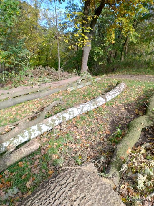 Sprzedam kłoda do dalszej obróbki.