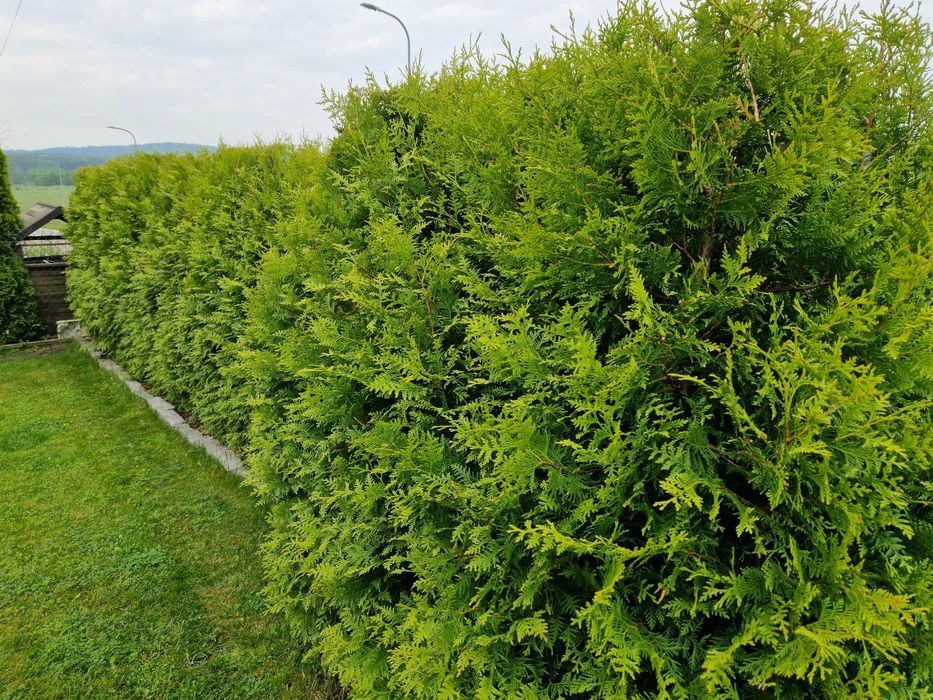 TUJA Thuja BRABANT na żywopłot wys. 60-70 cm donica 3L Świętokrzyskie