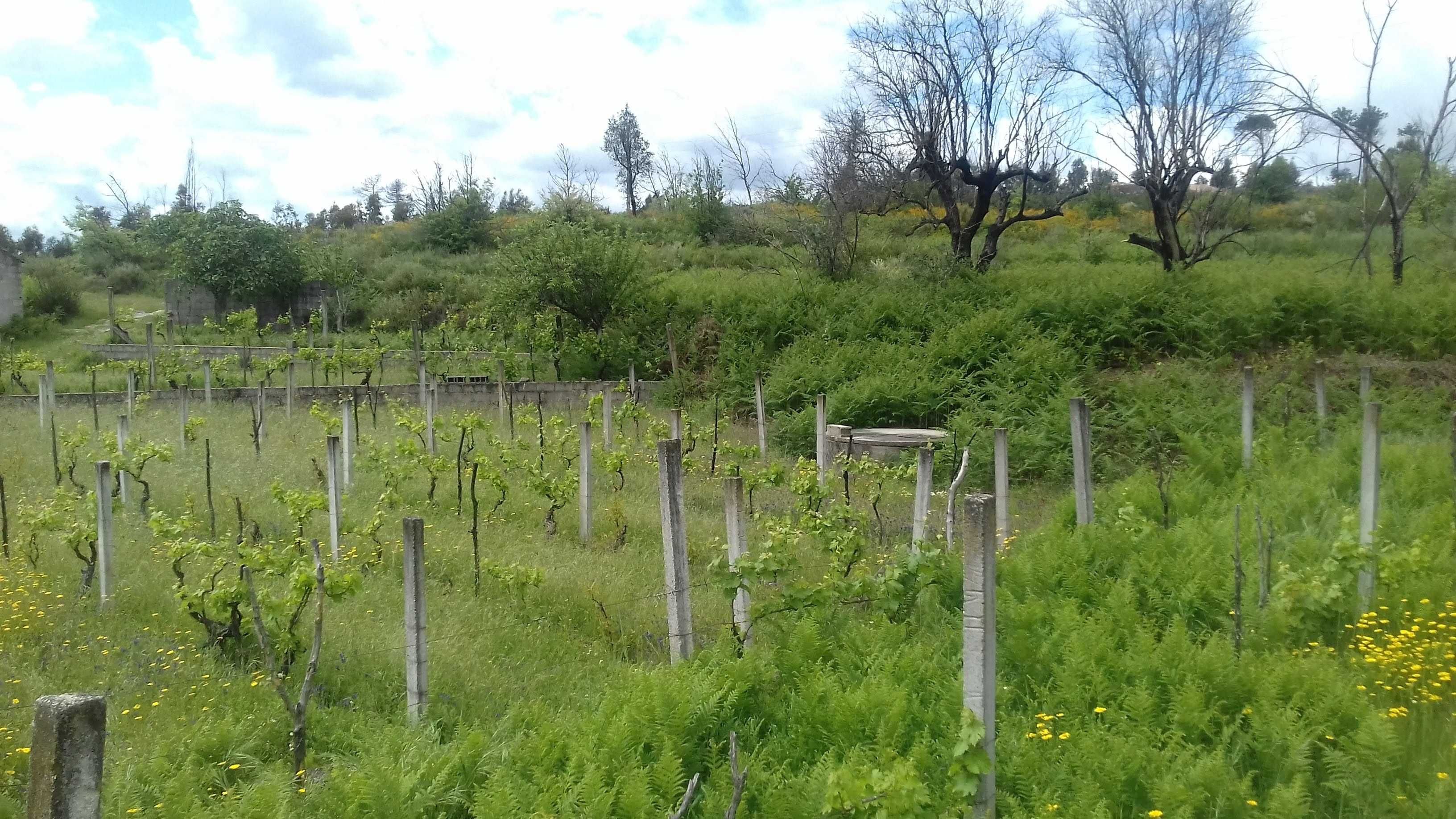 QUINTA COM CASA ,( poço e vinha zona vinícola  do DÃO)