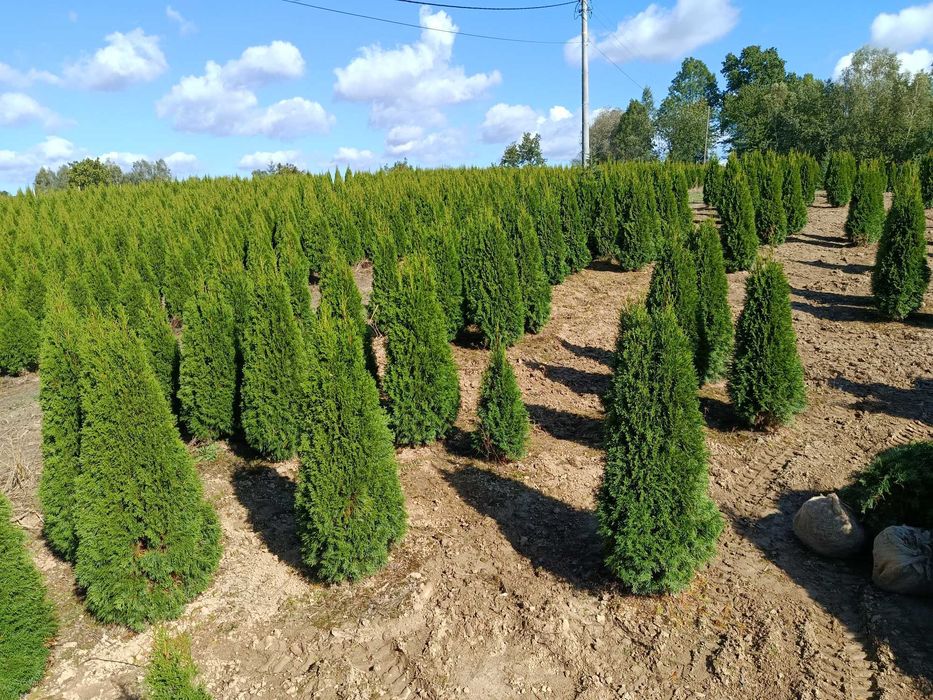 Tuja brabant, szmaragd 150,160,180,200,220,250cm,sadzimy,dowoz
