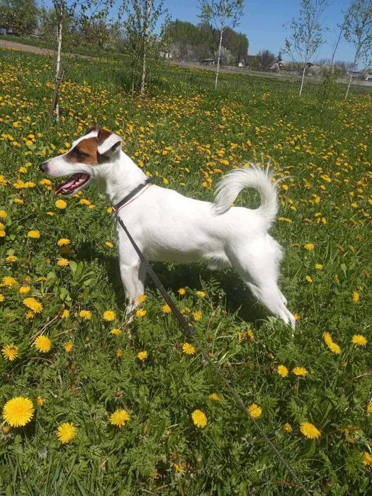 Вʼязка Джек Рассел