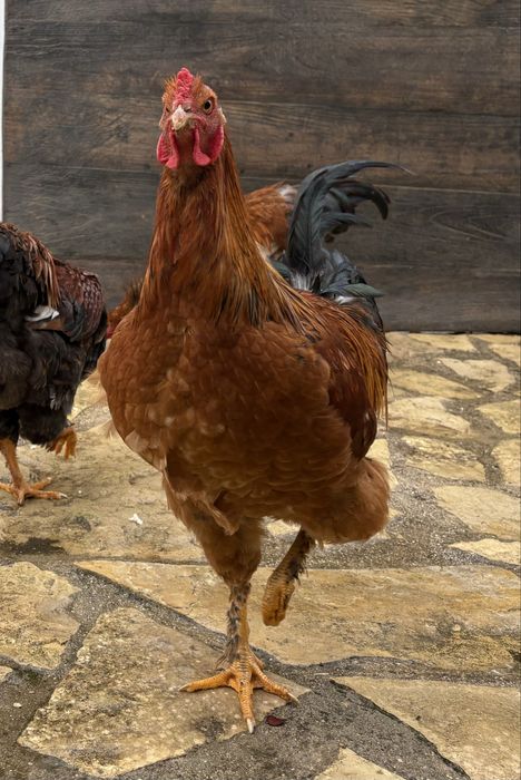 Jovens Galos 6 meses