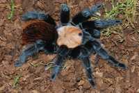 Паук птицеед для новичков Brachypelma Albiceps